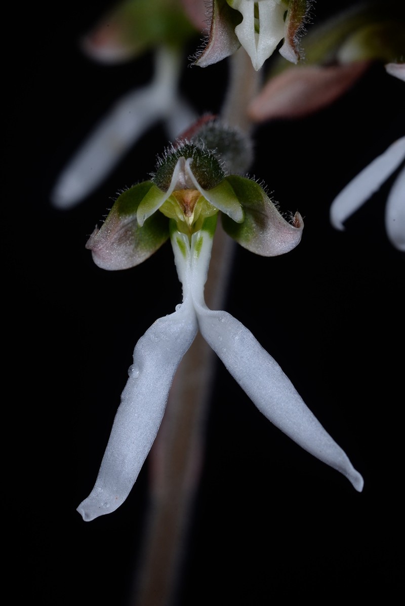 Anoectochilus lylei