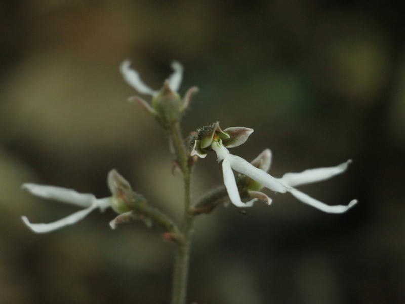 Anoectochilus lylei photo 2