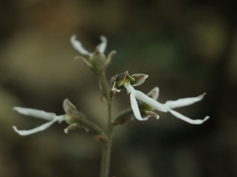 Anoectochilus lylei photo 3