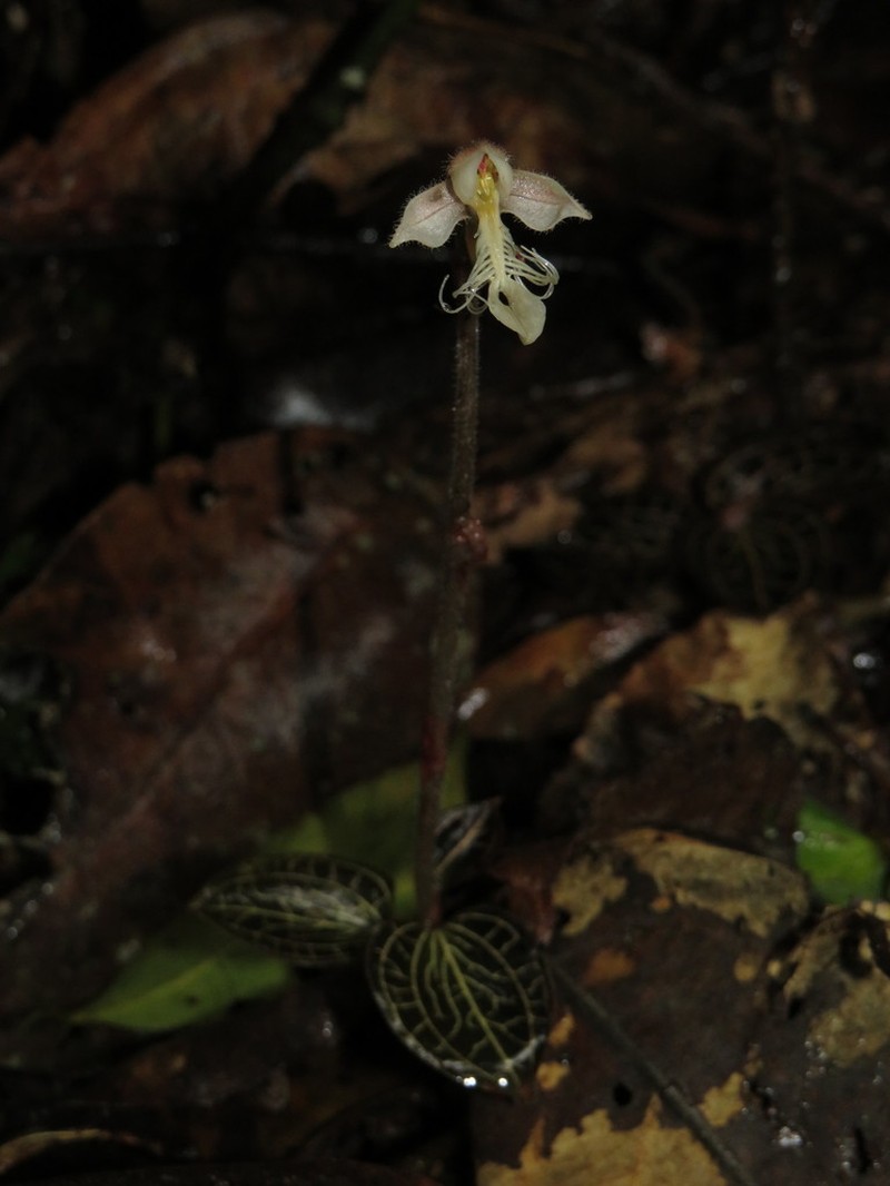 Anoectochilus monicae