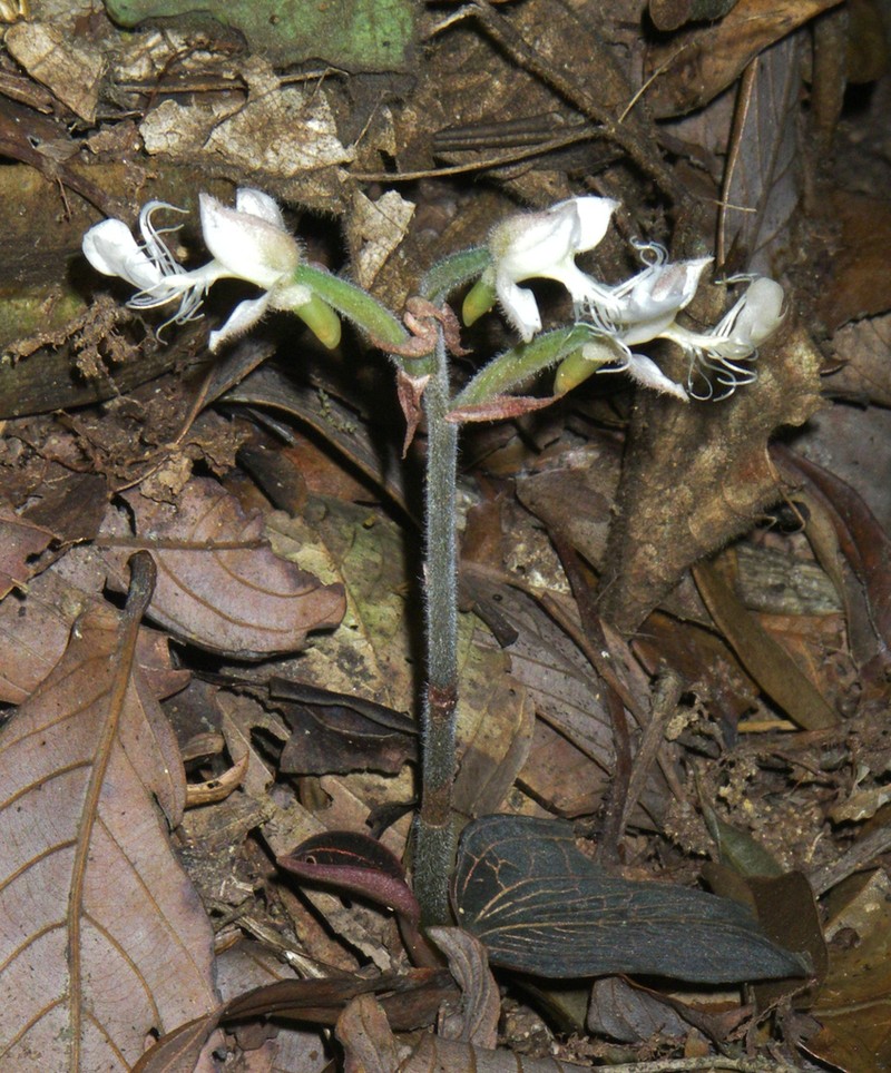 Anoectochilus monicae photo 3