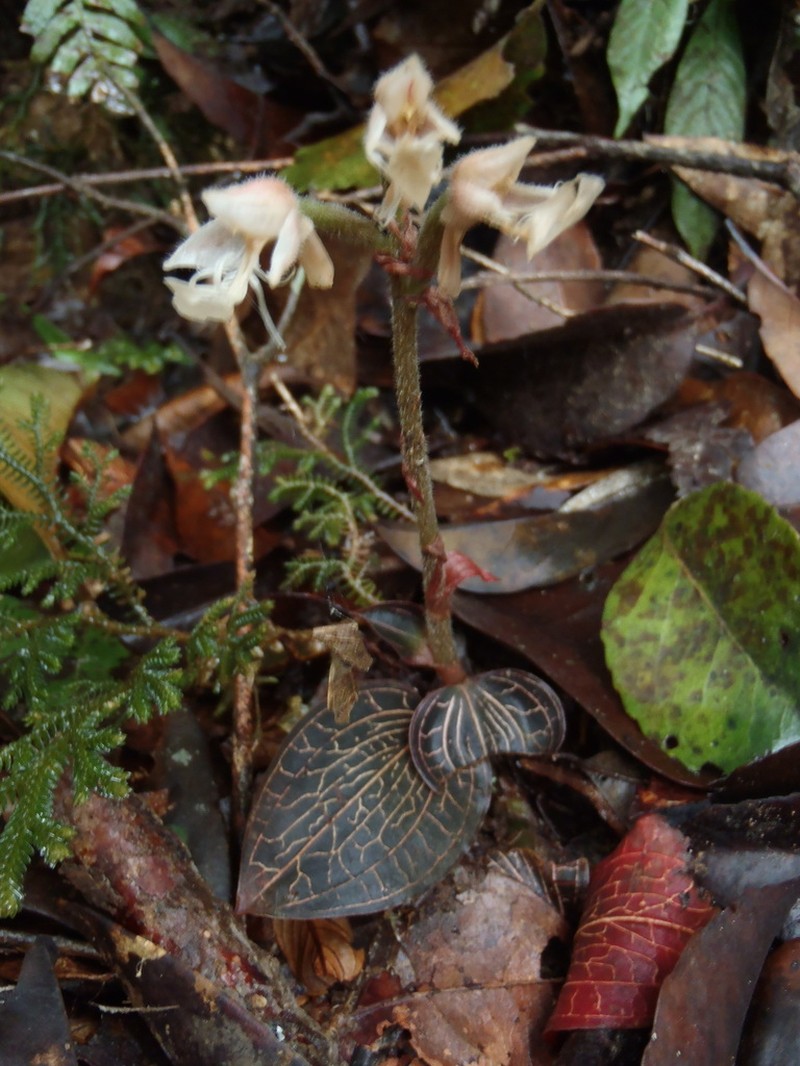 Anoectochilus monicae photo 5