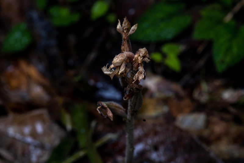 Anoectochilus monicae photo 6
