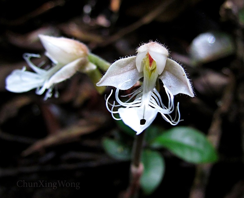 Anoectochilus monicae photo 7