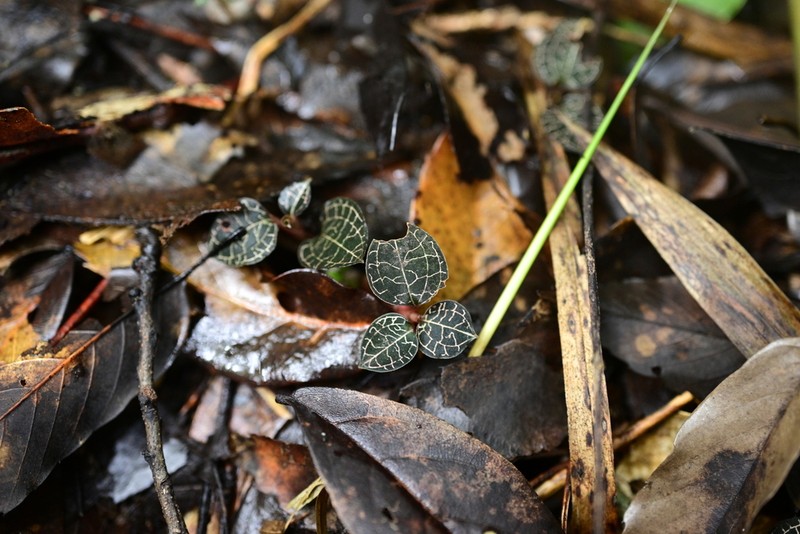 Anoectochilus nandanensis