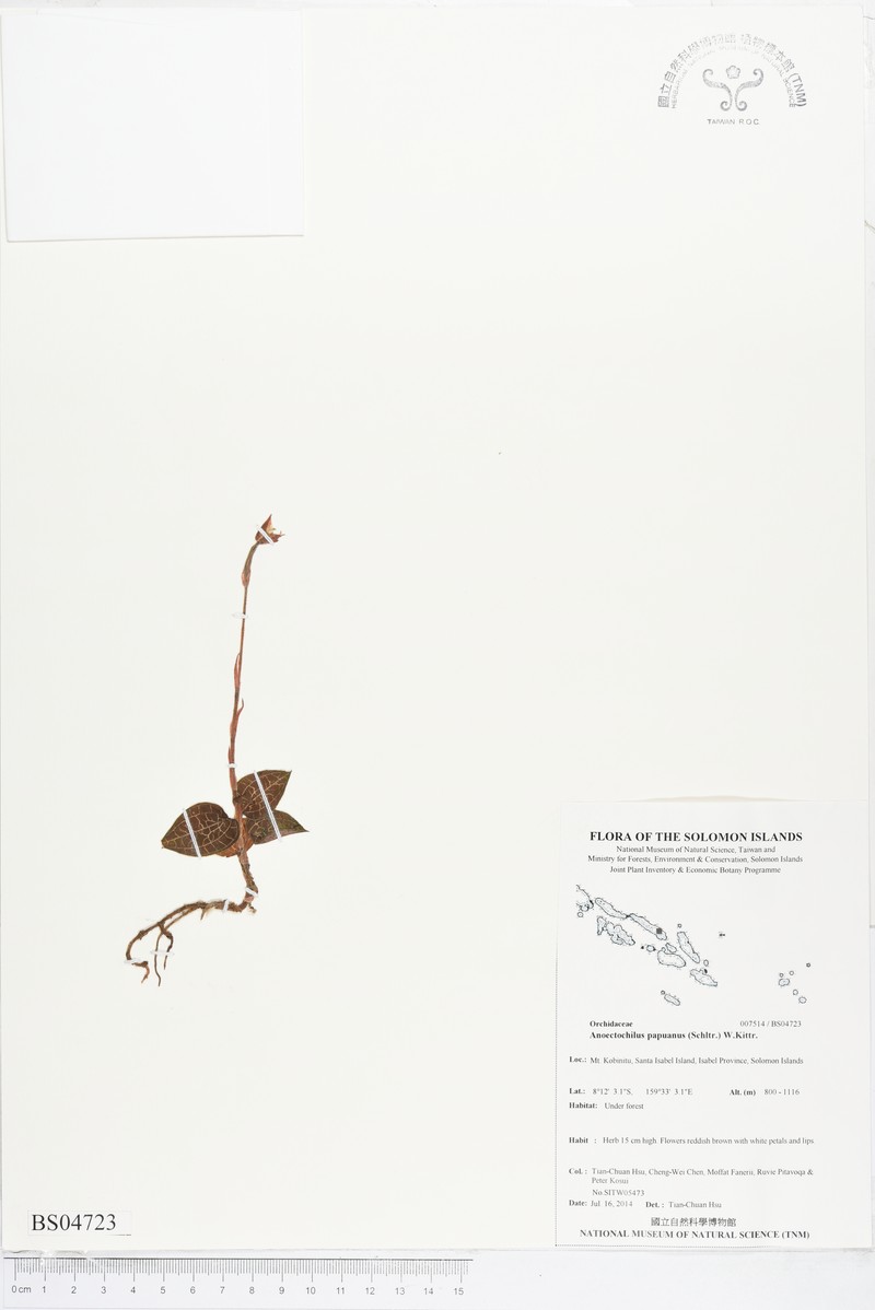 Anoectochilus papuanus