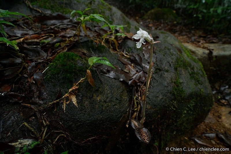 Anoectochilus regalis photo 2