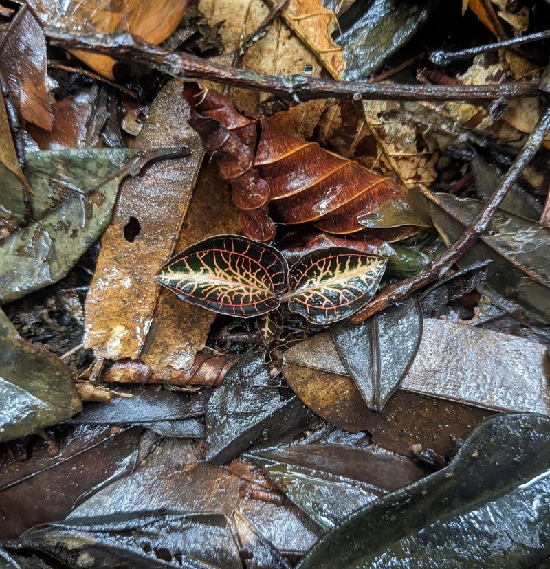 Anoectochilus regalis photo 3