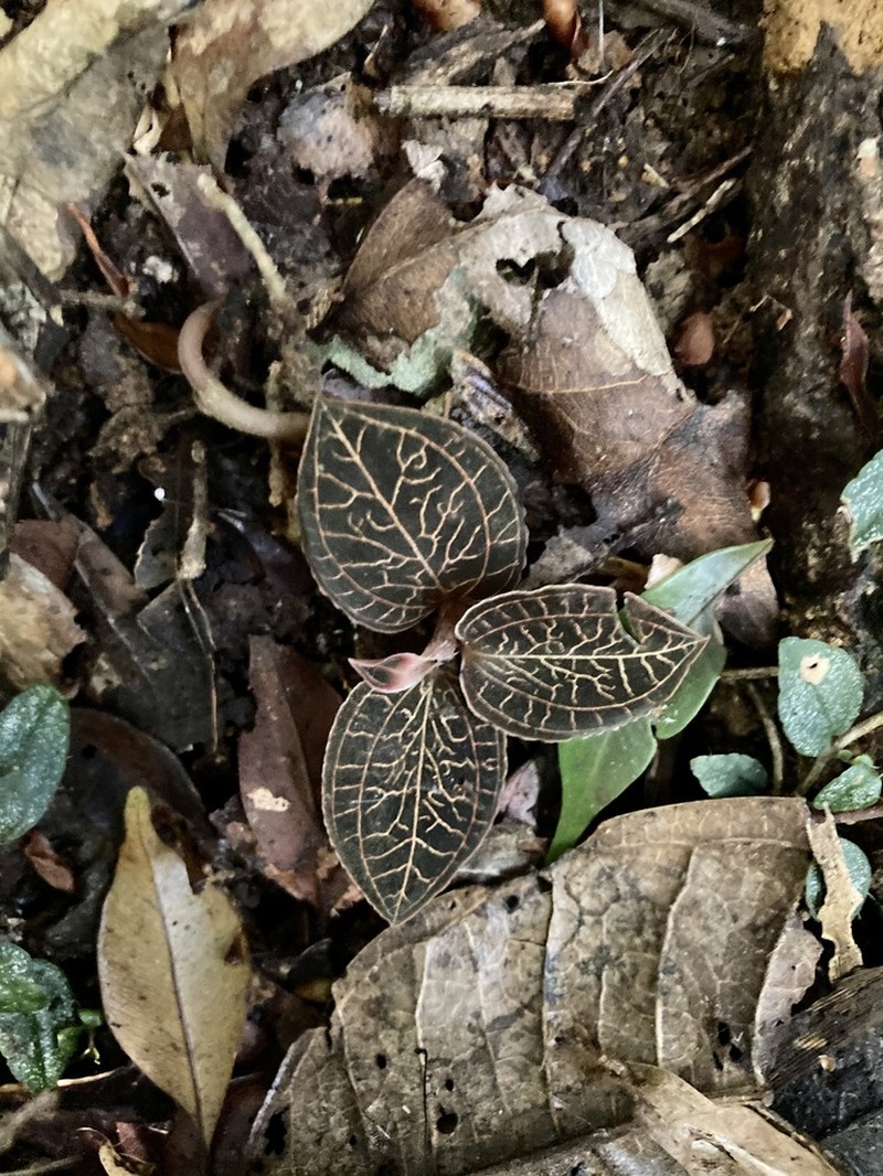 Anoectochilus regalis photo 4