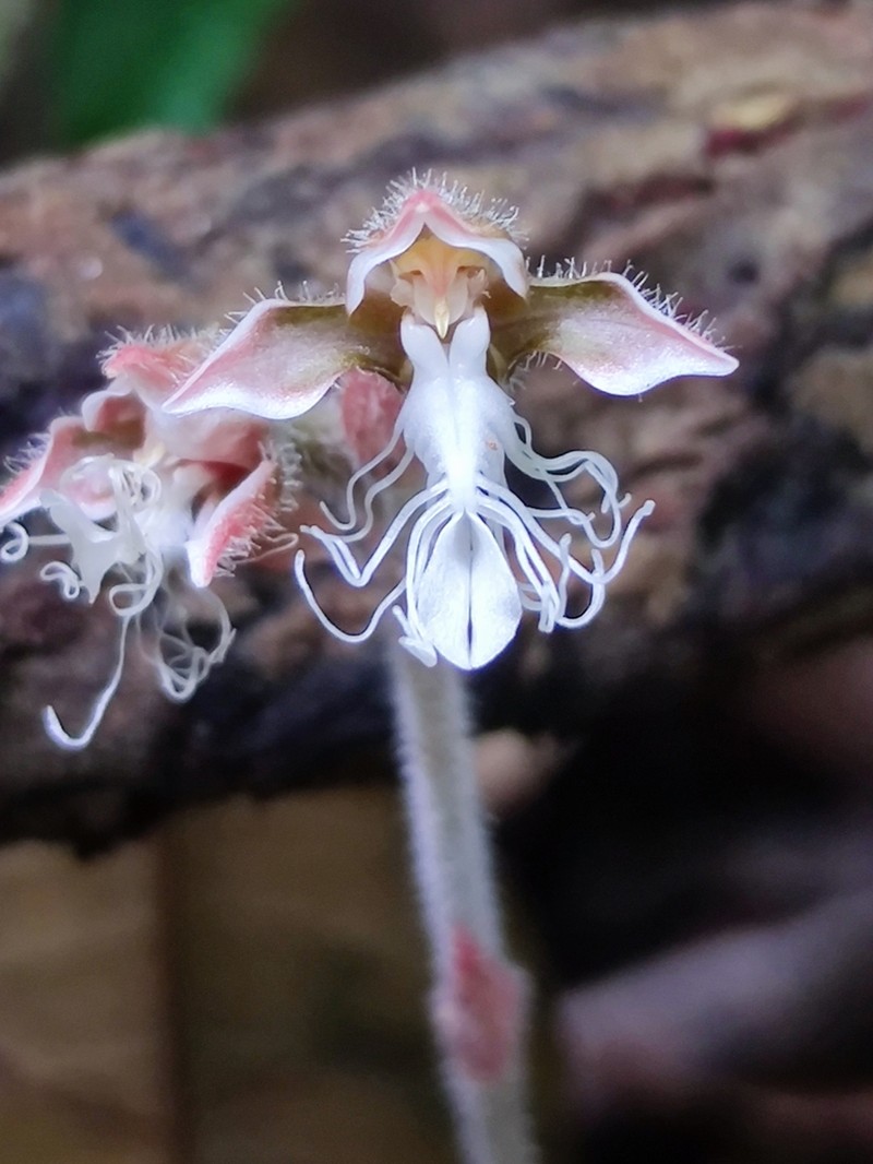 Anoectochilus regalis photo 6
