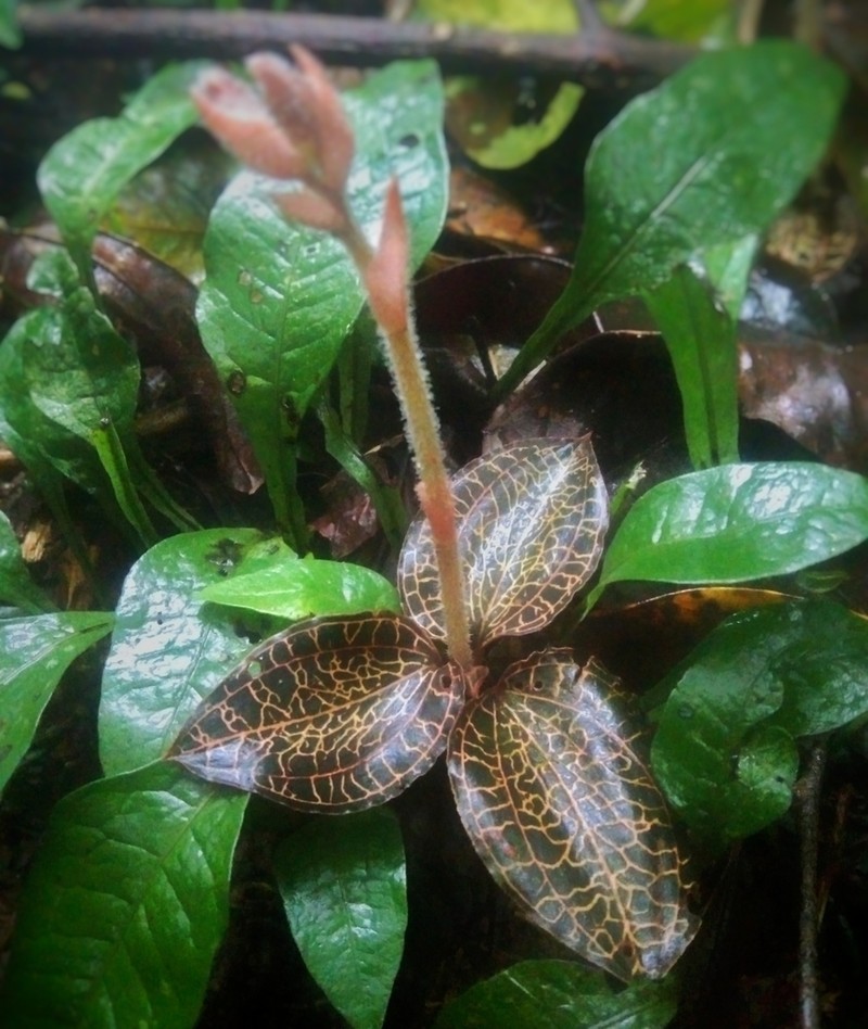 Anoectochilus regalis photo 8