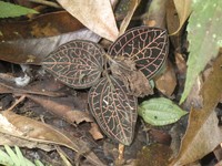 Anoectochilus reinwardtii