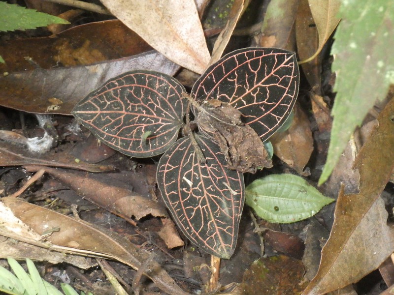 Anoectochilus reinwardtii