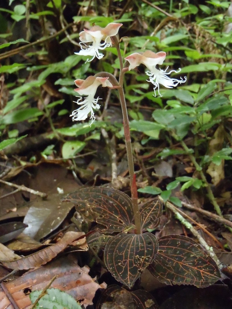 Anoectochilus reinwardtii photo 2