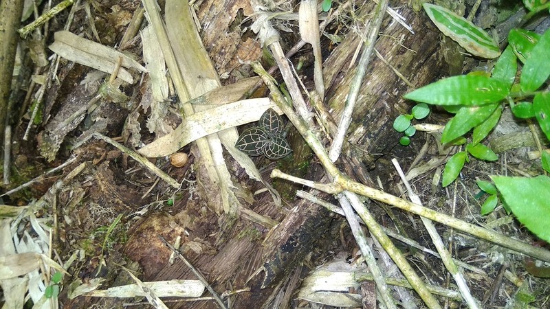 Anoectochilus reinwardtii photo 3