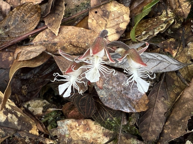 Anoectochilus reinwardtii photo 4