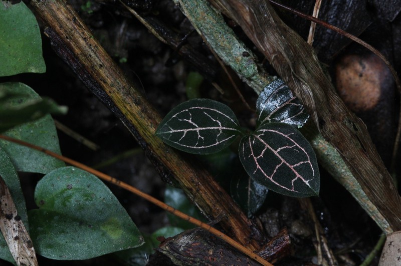 Anoectochilus reinwardtii photo 5