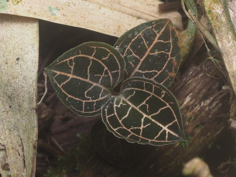 Anoectochilus reinwardtii photo 6