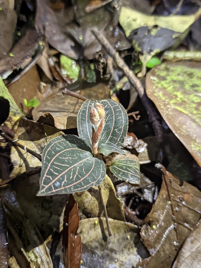 Anoectochilus reinwardtii photo 7