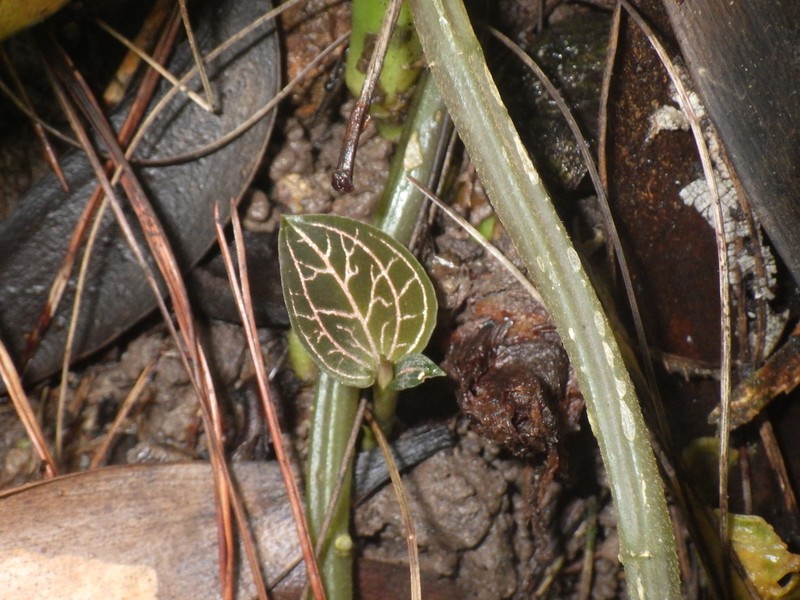 Anoectochilus reinwardtii photo 8