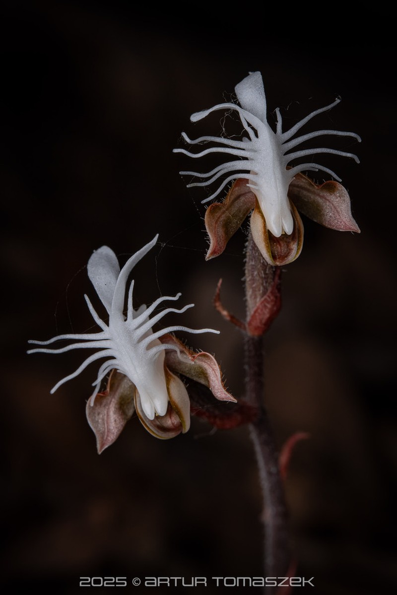 Anoectochilus roxburghii
