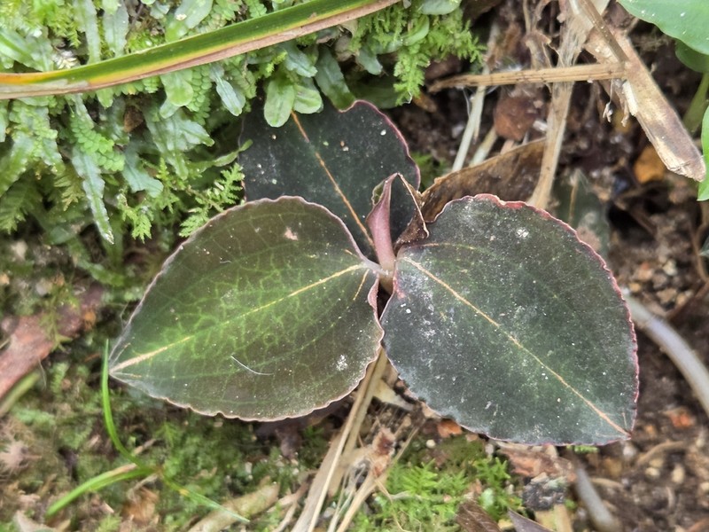 Anoectochilus roxburghii photo 2