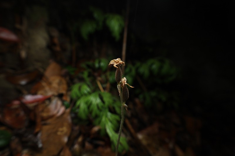 Anoectochilus roxburghii photo 3