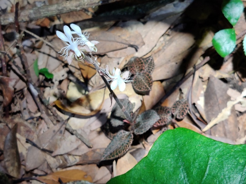 Anoectochilus roxburghii photo 4