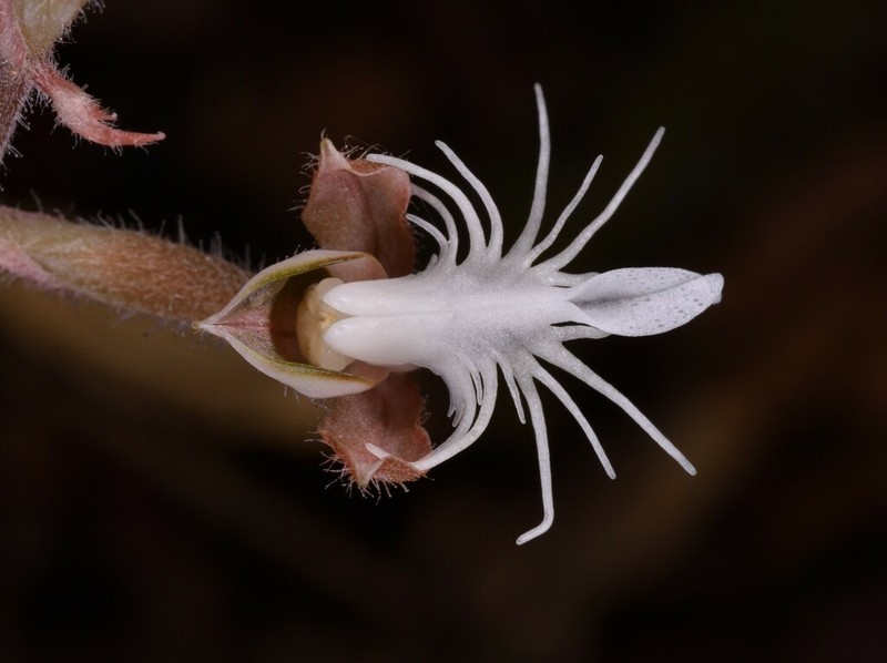 Anoectochilus roxburghii photo 5