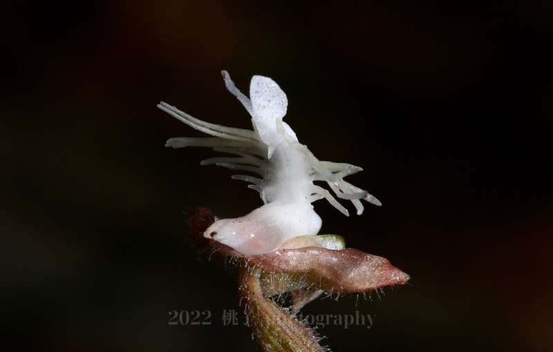 Anoectochilus roxburghii photo 7