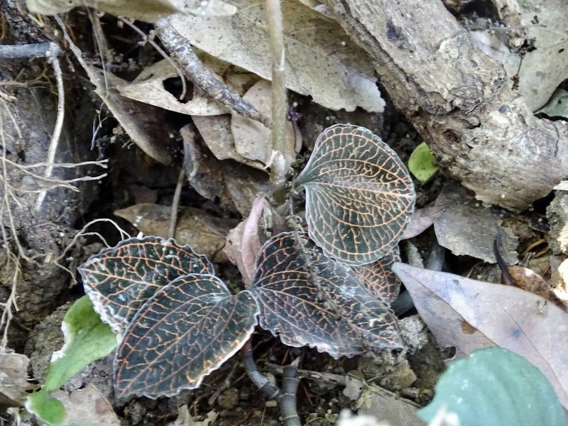 Anoectochilus roxburghii photo 8