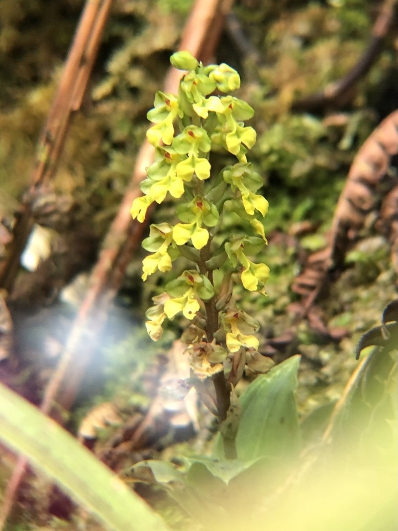 Hawai'I Jeweled Orchid