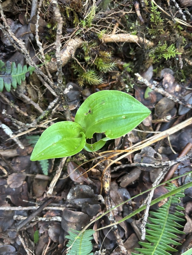 Hawai'I Jeweled Orchid photo 2