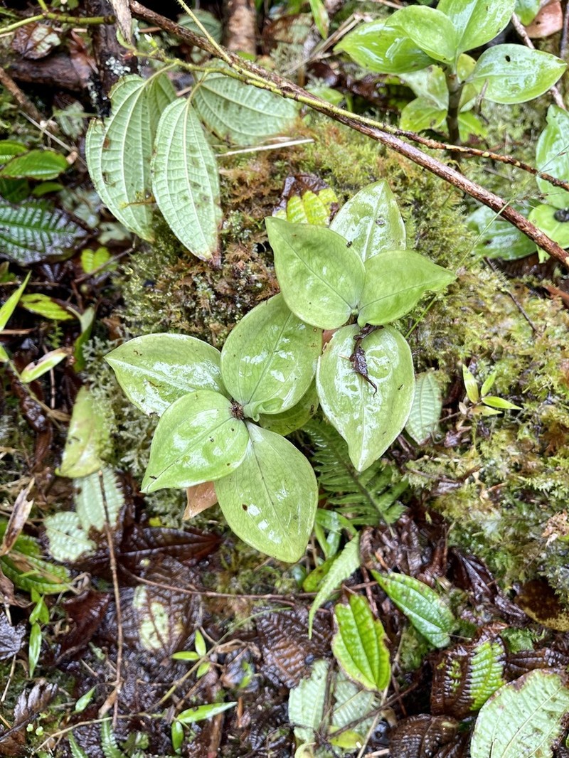 Hawai'I Jeweled Orchid photo 4