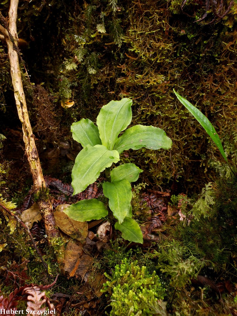Hawai'I Jeweled Orchid photo 5