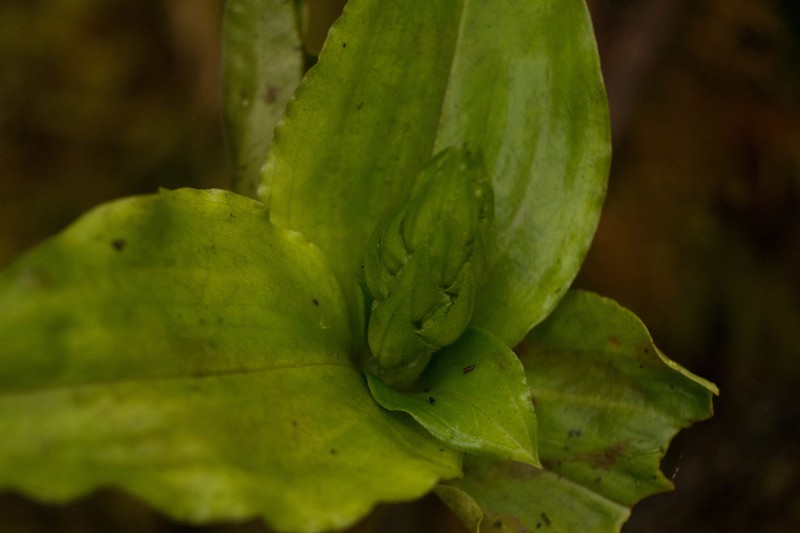 Hawai'I Jeweled Orchid photo 6