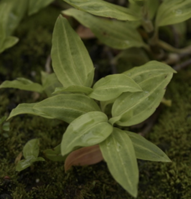 Hawai'I Jeweled Orchid photo 8