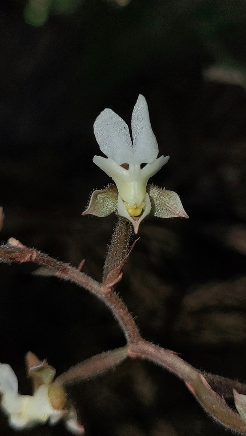 Anoectochilus semiresupinatus