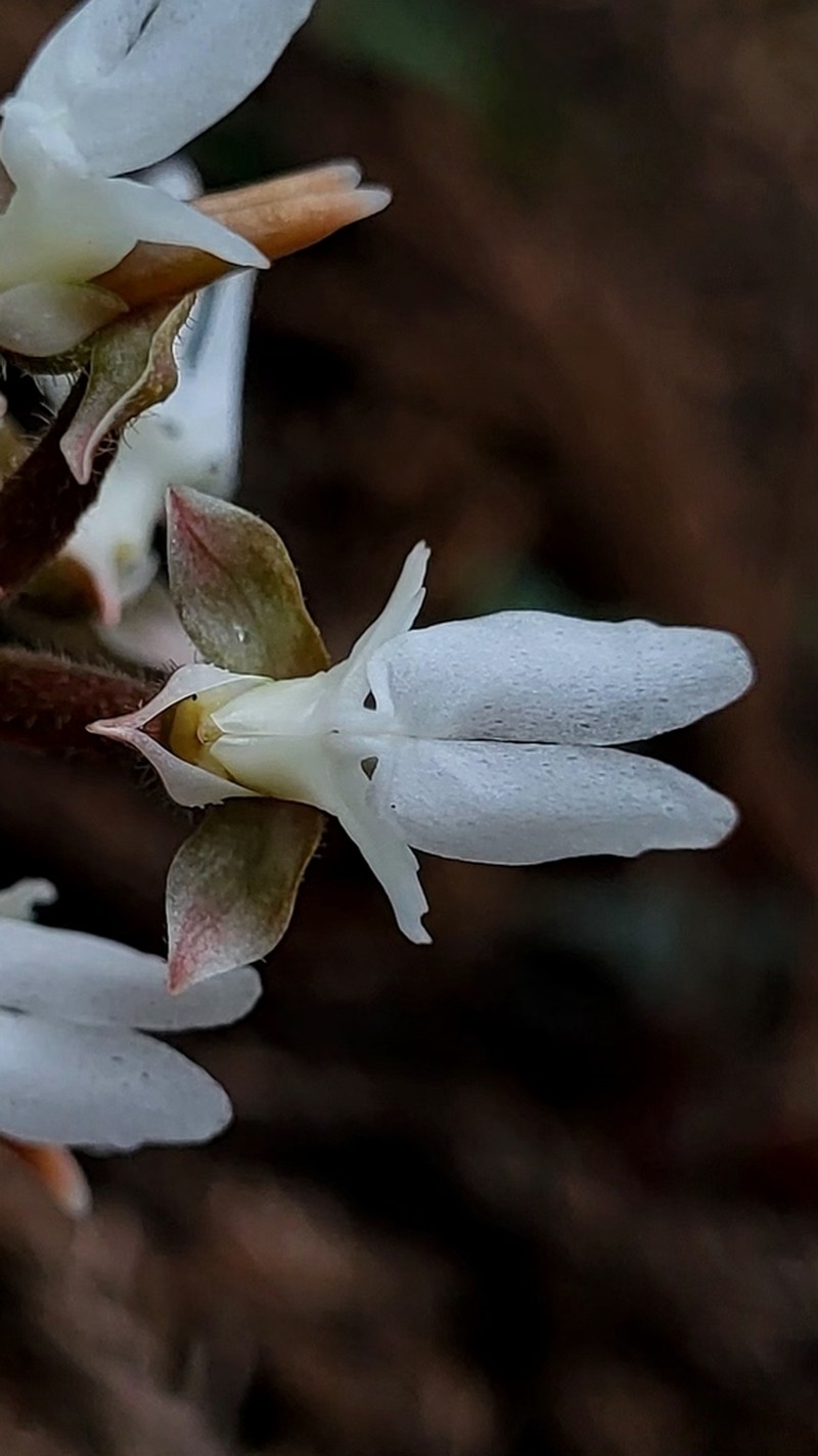 Anoectochilus semiresupinatus photo 2