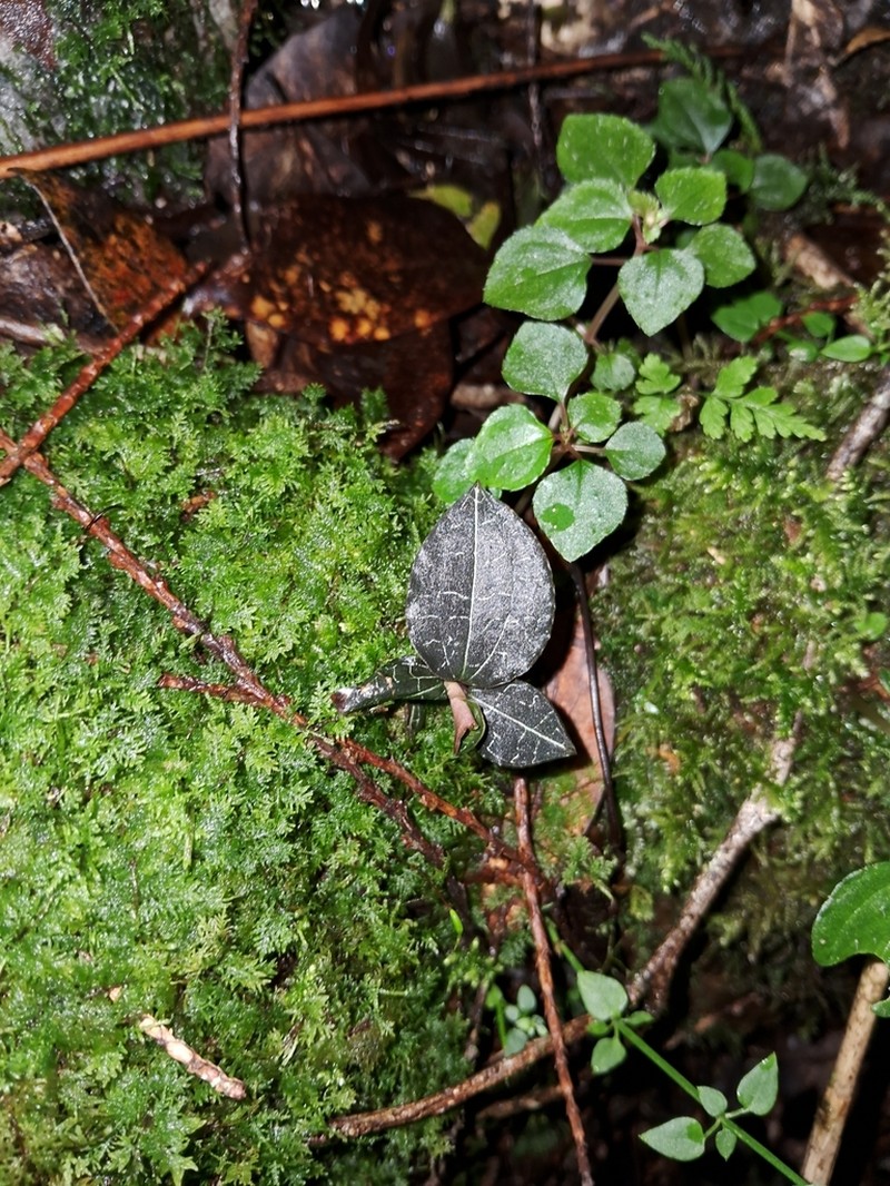 Anoectochilus semiresupinatus photo 4