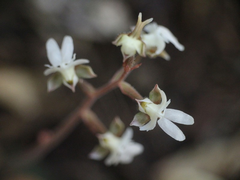 Anoectochilus semiresupinatus photo 6