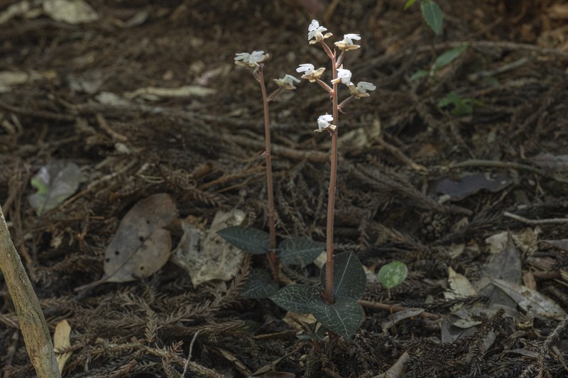Anoectochilus semiresupinatus photo 7
