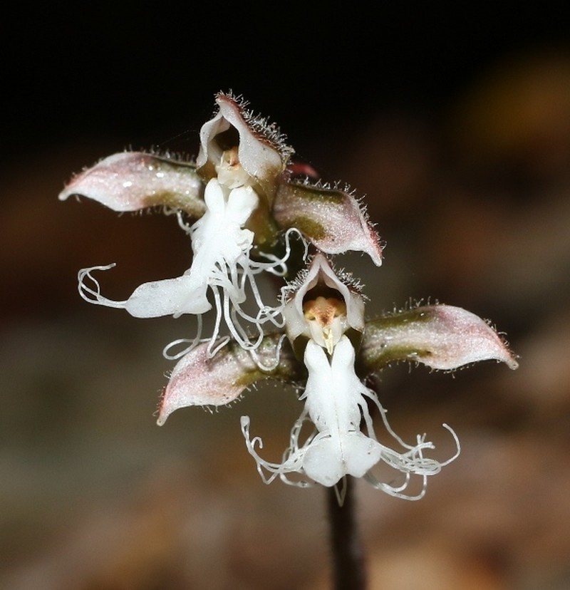 Anoectochilus setaceus photo 2