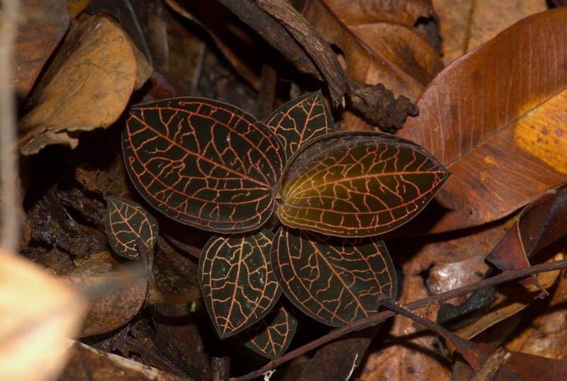 Anoectochilus setaceus photo 4