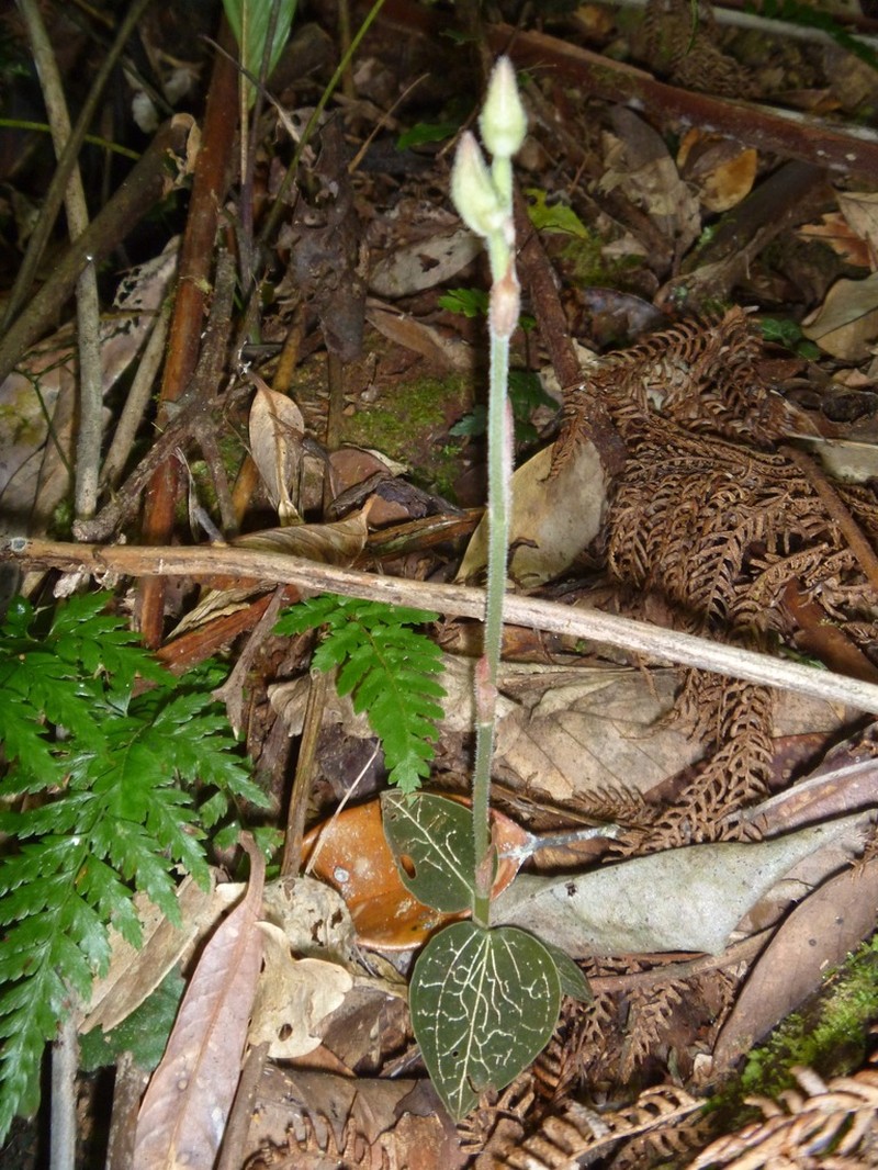 Anoectochilus subregularis