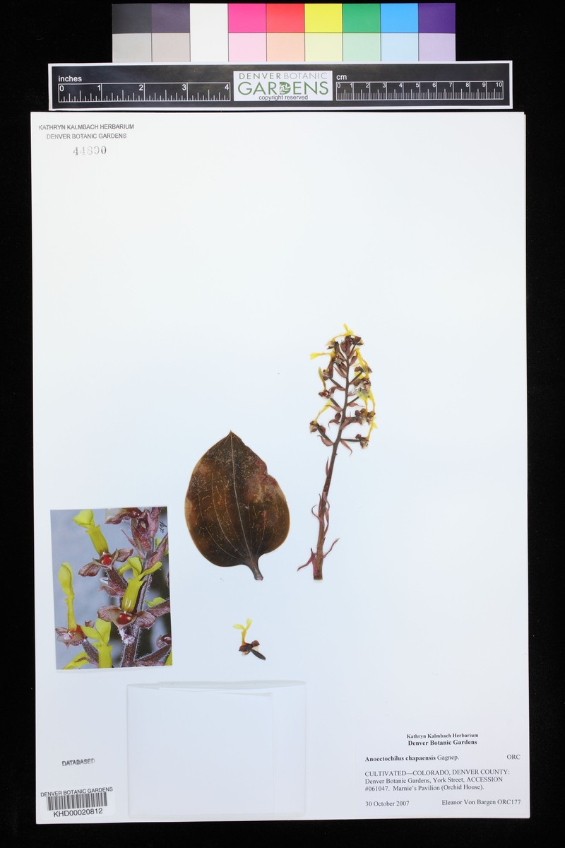 Anoectochilus tridentatus