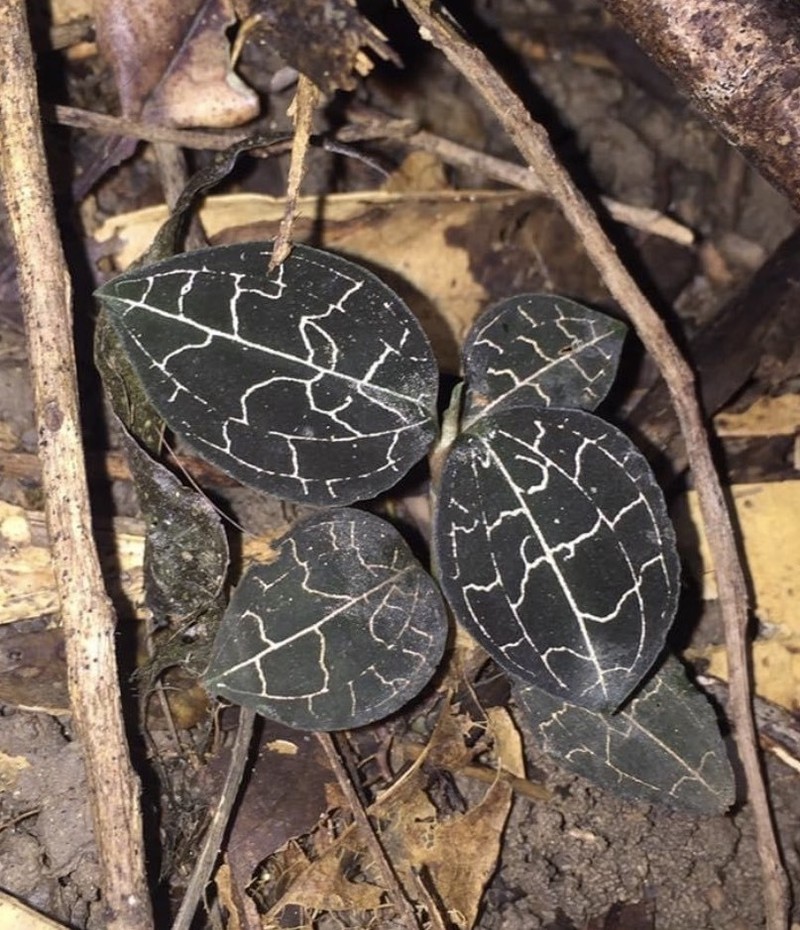 Anoectochilus yatesiae photo 2