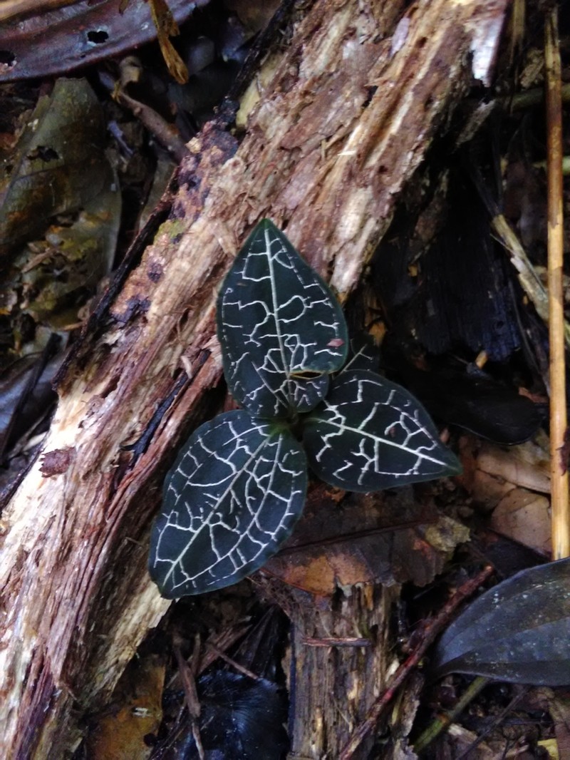 Anoectochilus yatesiae photo 3