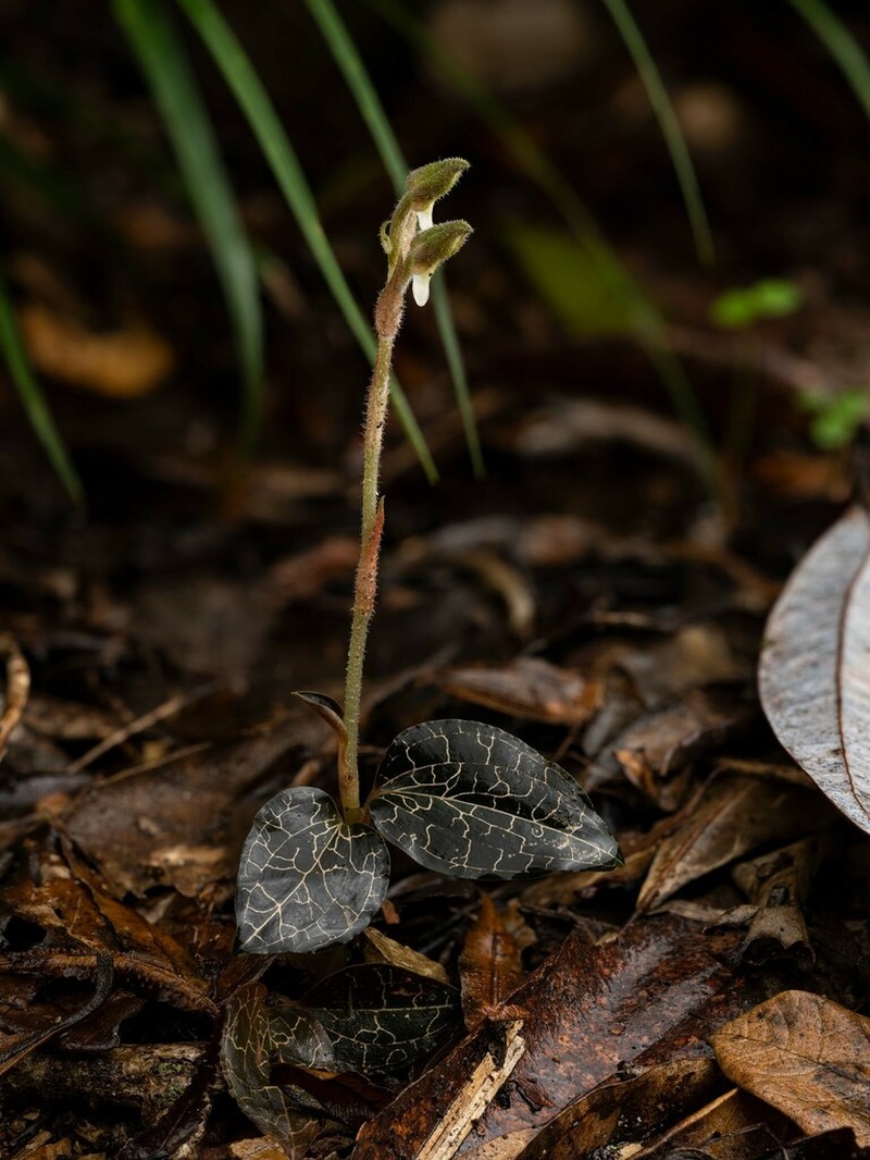 Anoectochilus yatesiae photo 4
