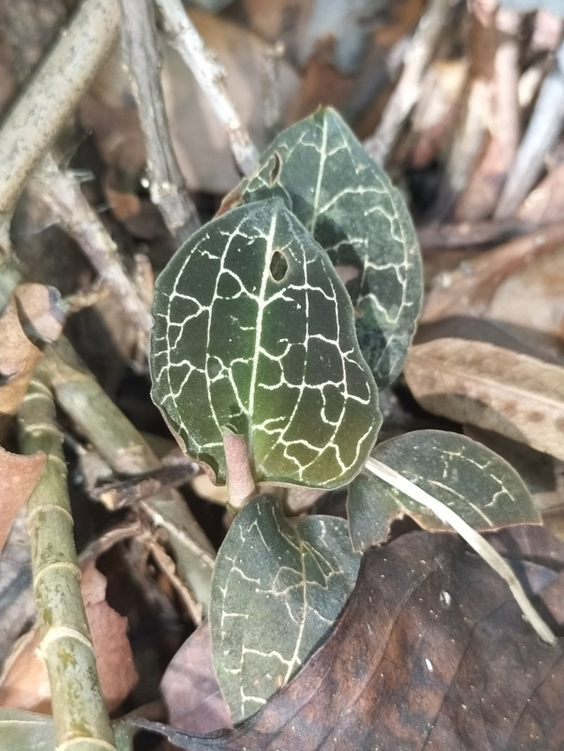 Anoectochilus yatesiae photo 5